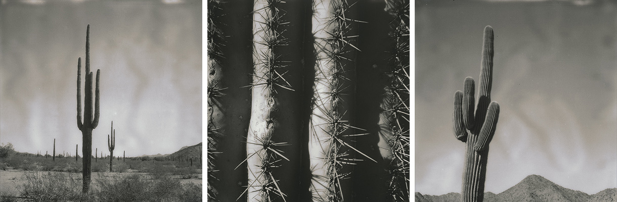 Saguaro Polaroids